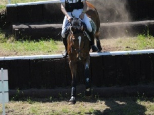 Eventing: Nationale kijkdag verplaatst naar 12 februari