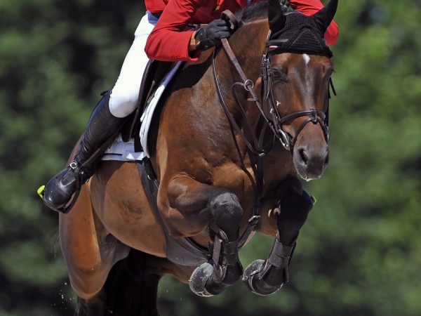 Nicola Philippaerts wint Olympisch goud op YOG !!!