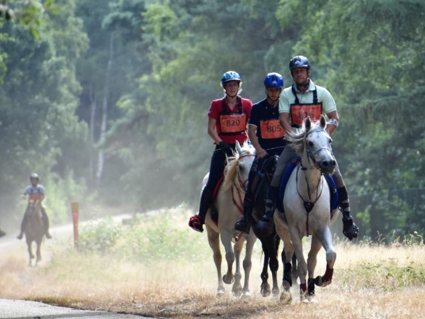 Endurance: Galoptraining te Heist-op-den-Berg