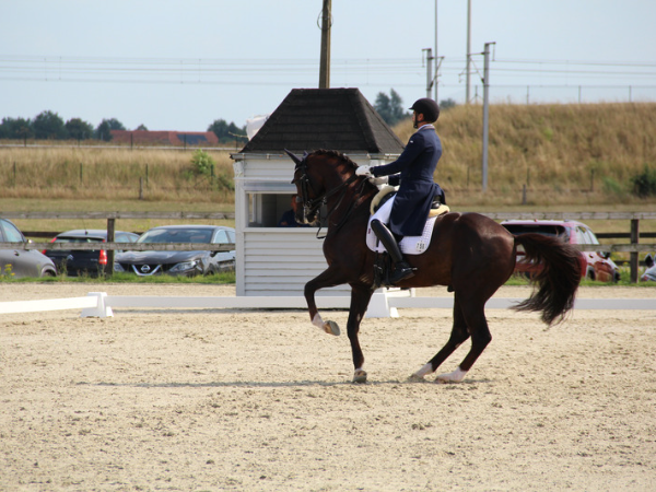 Dressuur: start Beker van België Jonge dressuurpaarden