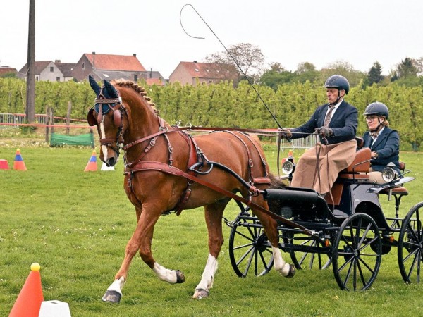 Mennen: verandering CAV reglement en dressuurproeven