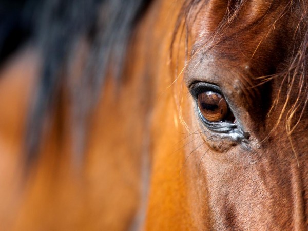 Persbericht over de Olympische Spelen Parijs 2024 Eventing