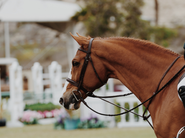 Corona: Interview met Glenn Maes over de gevolgen van deze crisis voor de paardensport