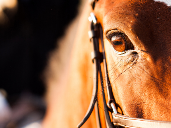 Algemeen: Enquête/marktonderzoek evenementen rond de paardensport