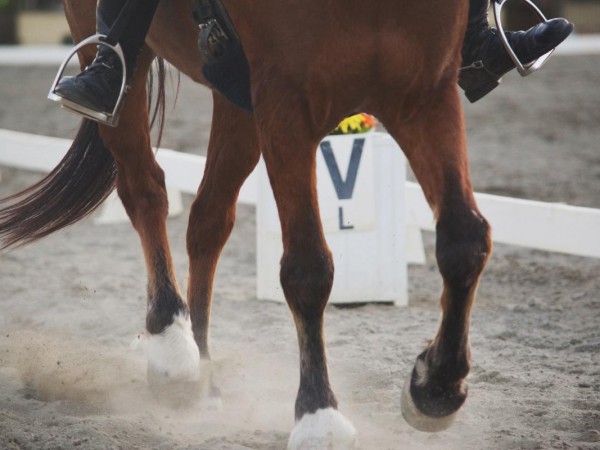 Dressuur: verduidelijking behalen NMER voor selectieprocedure WK Jonge paarden
