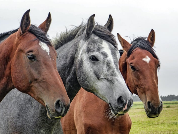 Een stem voor de paardensector... update memorandum verkiezingen 2024