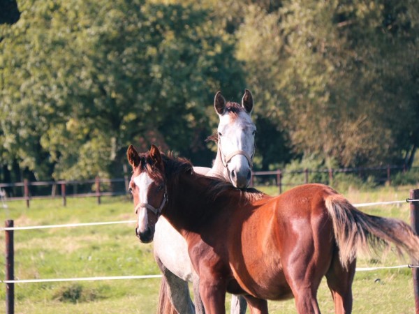 Algemeen: webinar stikstofdecreet voor paardensector op 2 april