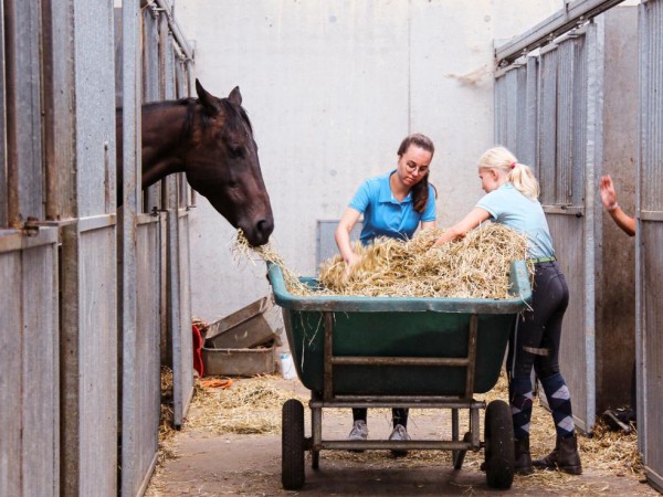 Vacature/Sportkampen: Lesgevers gezocht voor de sportkampen van Paardensport Vlaanderen!