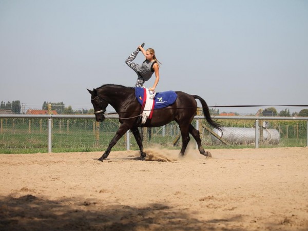 Voltige: Dressuurtrainingen op 25/08 en 15/09