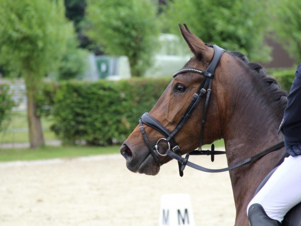 De kalender voor jonge dressuurpaarden 2023 is bekend