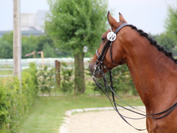 Dressuur: Beker van België voor Jonge Dressuurpaarden