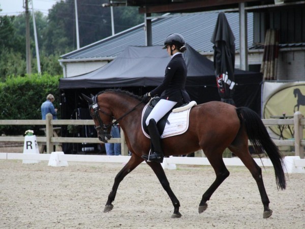 Dressuur: tussenrankings Beker van België Jonge Paarden, Youngsters Cup & Cavalor Cup 2022