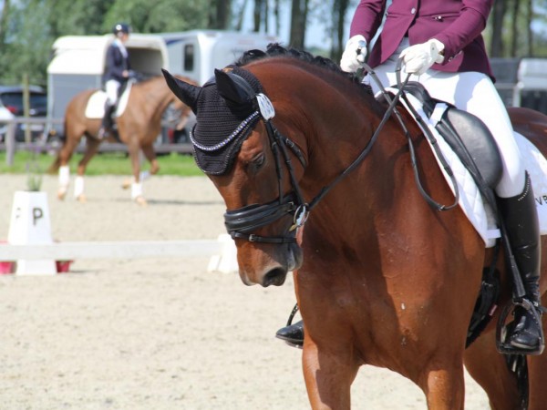 Dressuur: Kalender Wedstrijdgerichte Trainingsdagen Dressuur 2024