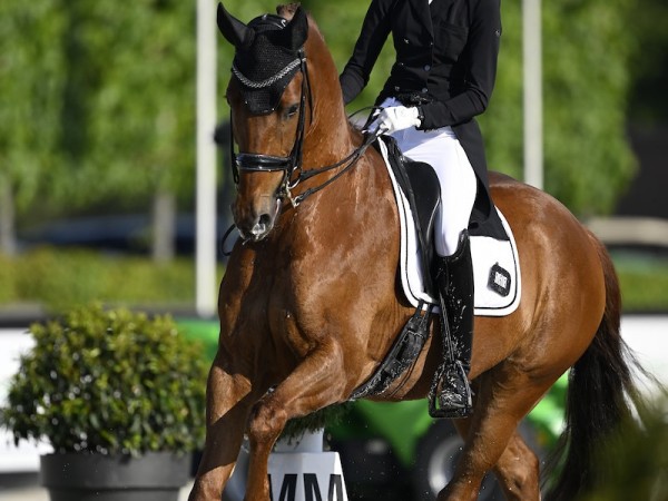 Topsport: Vigo Gold NA overleden tijdens CDIJ in Le Mans
