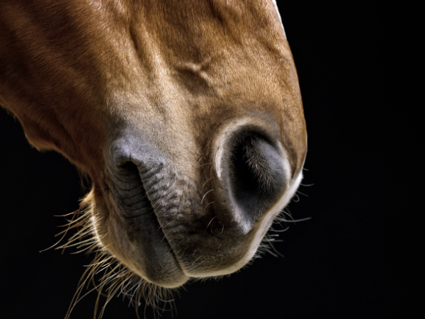 Gezamenlijke communicatie van KBRSF, Paardensport Vlaanderen en LEWB