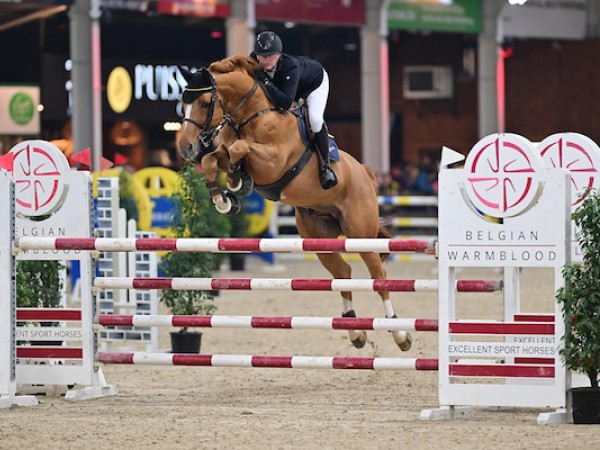 Jumping: Belgian Stallion Competition:"bovengemiddelde kwaliteit"