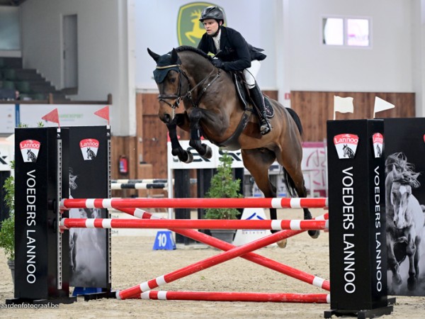 Jumping: Record aantal hengsten aan de start van Lannoo Belgian Stallion Competition powered by Euro Horse