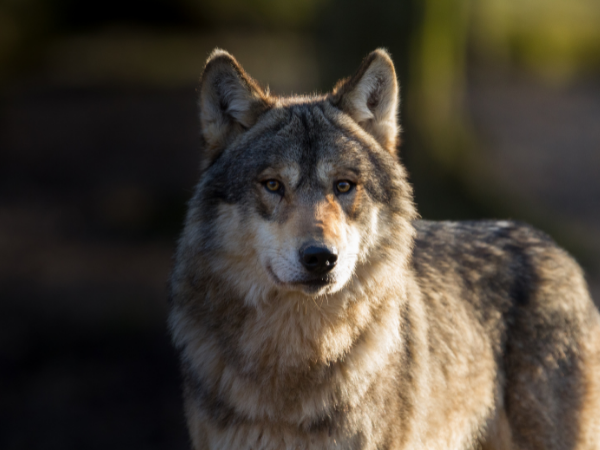 Algemeen: PaardenPunt Vlaanderen vraagt structurele oplossingen om het door wolven veroorzaakt mensen- en dierenleed te stoppen