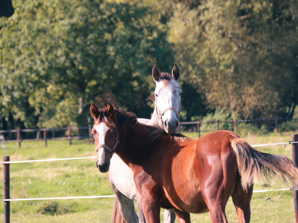 Memorandum Paardensector overhandigd aan partijen in Vlaams Parlement