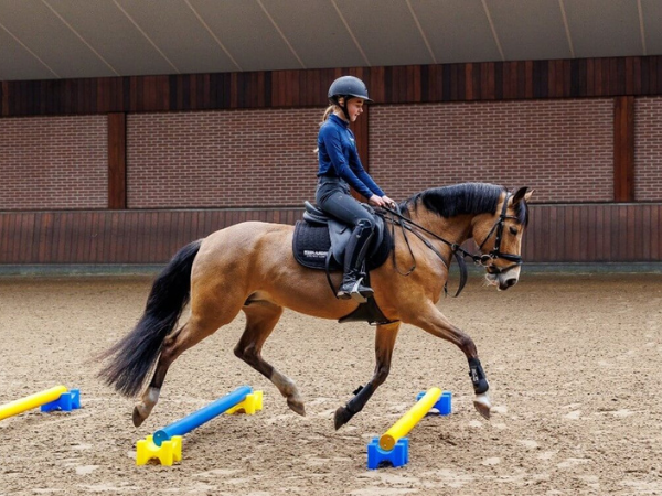Clubs: Cavaletti Training met Nedlandic