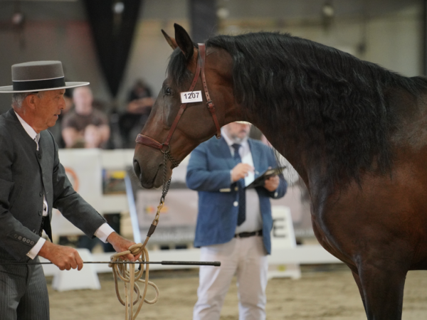 Clubs: beleef het prachtig paardenevent 'Campeonato Centro Europeo del PRE 2024' van ANCCE BELGICA