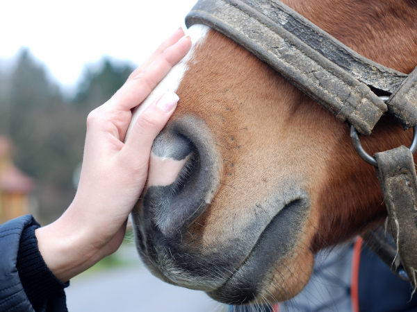 Algemeen: Onderzoek naar bioveiligheid op paardenhouderijen/maneges in Vlaanderen