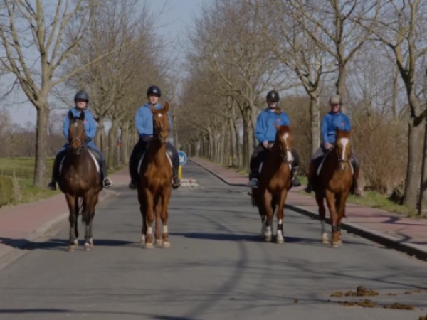 Paardenpunt Vlaanderen: 4 op een rij