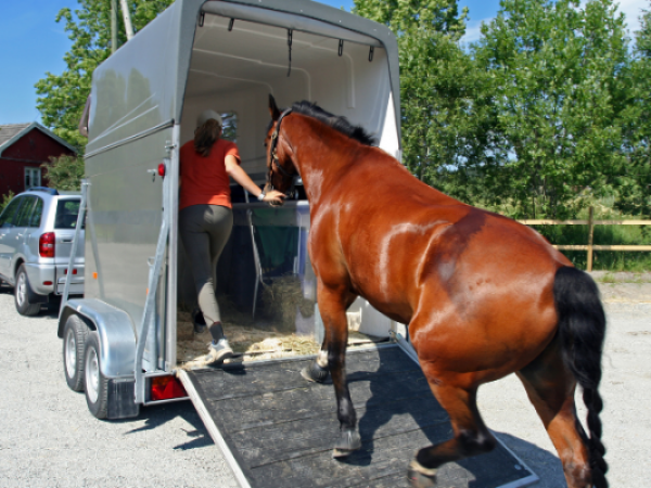 Paard op transport: welke documenten?
