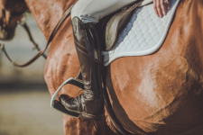 Competitie: Nieuw inschrijvingssysteem wedstrijden: Hoe beheer je je paarden via je profiel?