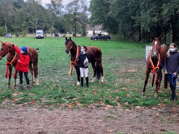 Endurance: Seizoensafsluiter te Maasland met het Belgisch kampioenschap jonge paarden