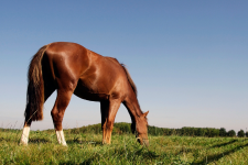Algemeen: Wat betekent het stikstofakkoord voor de paardenhouderij?