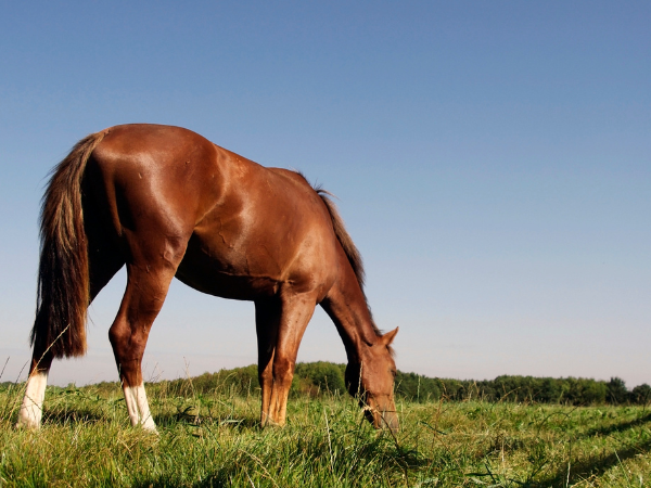 Algemeen: Wat betekent het stikstofakkoord voor de paardenhouderij?