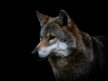 Algemeen: Europees Parlement roept op om wolven minder te beschermen
