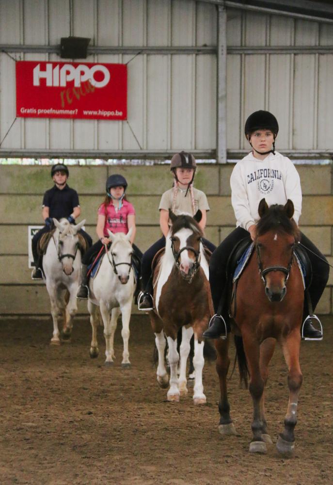 Paardensport Vlaanderen